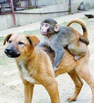 中国的猴子vs日本的狗