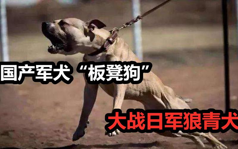 军犬vs日本兵